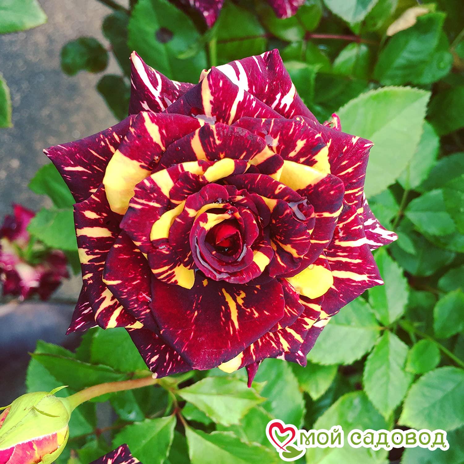 Роза Абракадабра