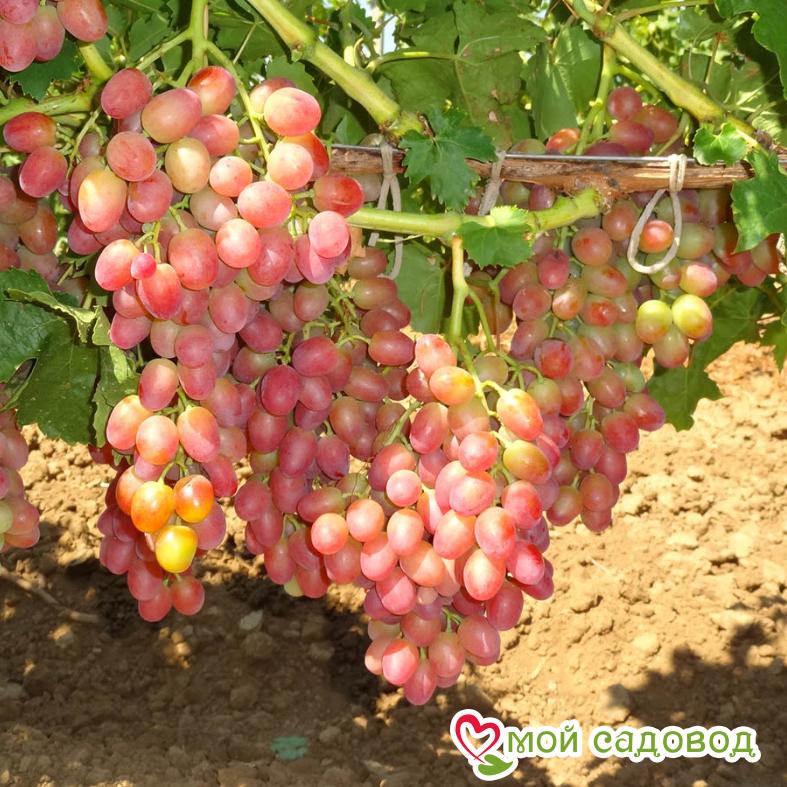 Виноград Розовая дымка
