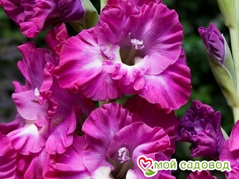 Гладиолус Наблус Фриззл