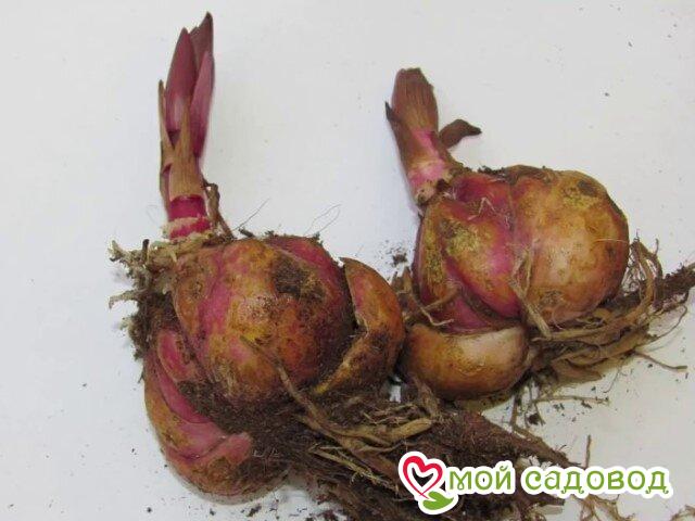 Лилия Лилэссенс